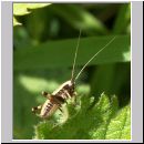Pholidoptera griseoaptera - Strauchschrecke Larve w01.jpg